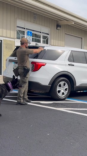 Got some progressive reps in today with the teams. Full training session available on our Patre0n! #grassrootsk9 #fyp https://www.patreon.com/GrassrootsK9 | Michael Nezbeth