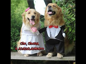 Cio, Cruza/Acasalamento!!! Cadela no Cio