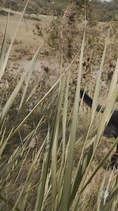 Texas Game Wardens and their K-9 partners continue to assist in search efforts in Kerr County on foot and on the water. Since July 4, wardens have made 444 rescues and more than 30 recoveries in some of the most impacted areas. | Texas Game Wardens