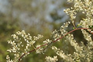 Renouée grimpante : Avis sur Fallopia auberti au jardin