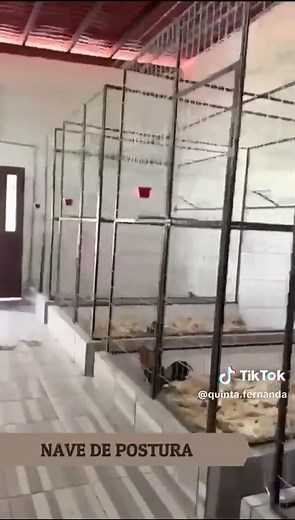 Casteo de Pollos: Diferencia entre Pollo y Gallina y Gallo