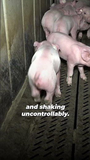 He Isn't Bacon. He's Just a Baby. 💔🐷