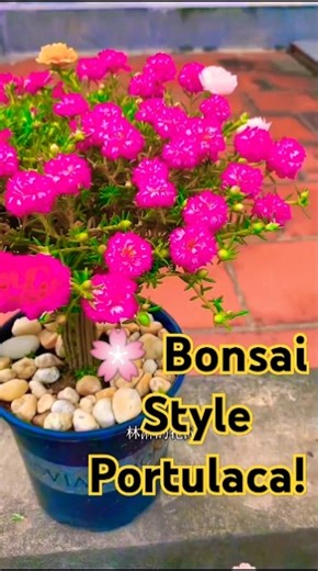 🌸 Beautiful Bonsai Style Moss Rose | Creative Portulaca Tree Design 🌿 | Gardening Decoration Idea