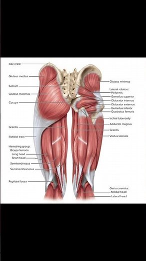 "Gluteal & Posterior Thigh Musculature – Deep and Superficial Layers"