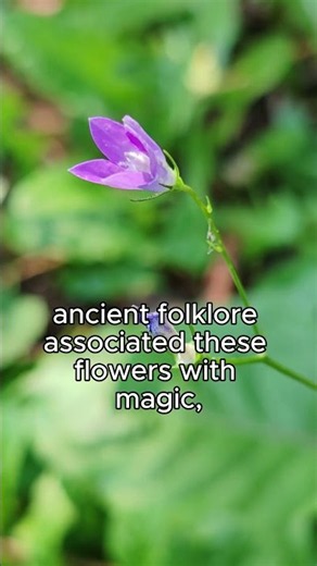 The Fairy Flower Hiding a Surprising History! #herbalmedicine