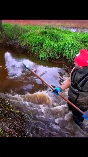 11K views · 155 reactions | Manual Beaver Dam Removal #beaverdamremoval | Beaver Dam Removal | Facebook