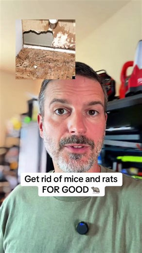 Effective Ways to Evict Mice and Rats Naturally