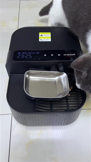 Cat Health: Unexpected Moldy Drink Discovery