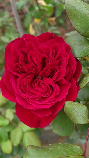 Rouge Royale Rose 🌹 Powerful Fragrance & Beauty #shorts #roses #flowers #gardening #rose #aroma