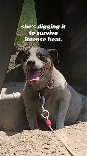 Pancake was so desperate to escape the heat that she clawed through the dirt...
