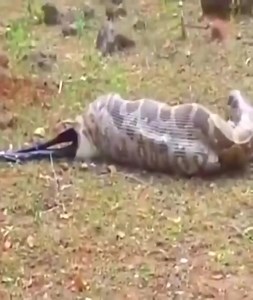 12K views · 73 reactions | Giant python vomits out entire goat | Amazing Video | Facebook