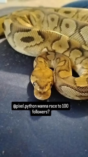 @pixel.python #ballpython #snakesofinstagram #reptile #ballpythonmorphs #ratsofinstagram #rat #savetherats #cat | Brian James Andrews