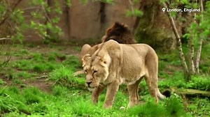 London Zoo welcomes new Asiatic lioness