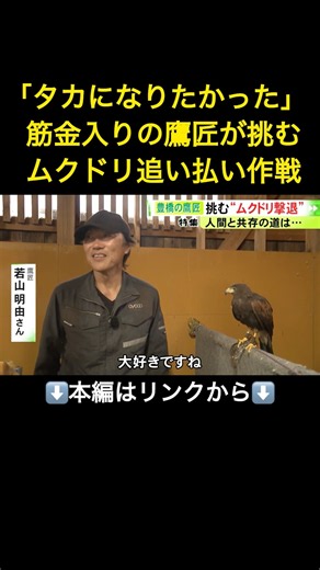 子供の頃は「タカになりたかった」筋金入りの鷹匠が相棒と挑む“ムクドリ追い払い作戦” 弟子2人従えて約3000羽を撃退！#shorts