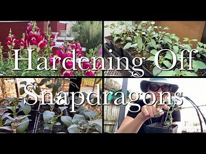 How to Harden Off Snapdragons | Growing Snapdragons Series Episode 5