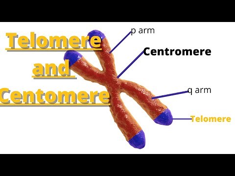 telomere and centromere : Definition and Characteristics