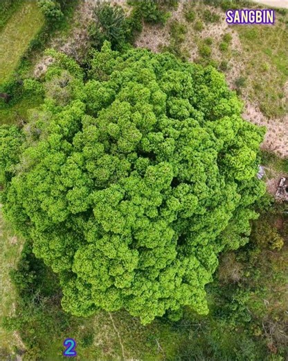 2nd big tree of asia#tree#shorts#nature#fyp#sangbin