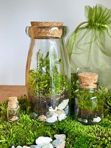 Small DIY Terrarium Kit With 3 Jars, Organic Live Moss, Glass Bottles With Cork Lids, Terrarium DIY Kit, Birthday, Gift, Sustainability - Etsy