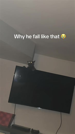 Hilarious Cat Fails: Epic Clumsiness of Our Feline Friends