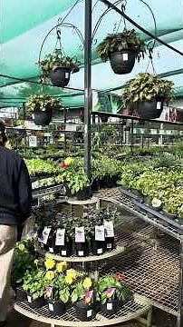 🌸 Flower Power Garden Centre Glenhaven | Sydney’s Garden Paradise 🌿 #travel #australianisland