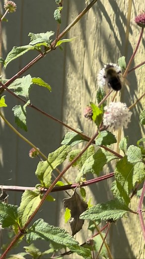The bumblebee are also a big fan of the snow squarestem blooms. 🐝 #ormondbeach #volusiacounty #bumblebee | Environmental Discovery Center