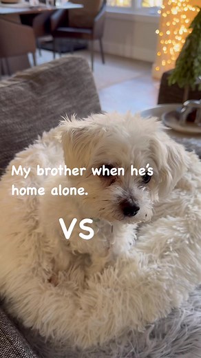 30 reactions · 4 comments | Do your dogs get along? This Maltese and Doodle are crazy together浪 #maltese #maltesepuppy #malteseofficial #doodlelove #dogloversofinstagram #malteseoftheday #labradorpuppy #labradoroftheday | Andrew Miller | Facebook