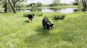 43K views · 1.3K reactions | "Our hunting dog, herding dog, and… other dog" https://reddit.app.link/8VVYGID7aqb via r/dogswithjobs | Reddit | Facebook