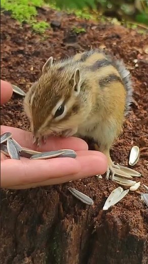 How many seeds can one tiny chipmunk actually fit in his cheeks?