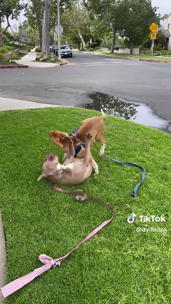 HAD TO SMASH MY JUNE AND JULY RECAPS TOGETHER BCUS I KEPT FORGETTING TO RECORD THESE PAST MONTHS 🥺🥲 #monthlyrecap