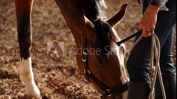 Bridle with wearing horse stands in stall, eating hay, while female groom strokes horse's mane next to it, showing care and affection. Concept horse care, love, and affection