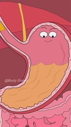 Why Corn Always Comes Back to Haunt You!🌽#animation #Health #Science #funny #UK