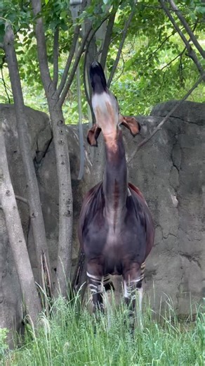 Safari Davis on Instagram: "This ancient animal has one of the largest tongues in the world. The Okapi, from the rainforests of the DR Congo, is the closest living relative of the giraffe, with a tongue reaching 12–14 inches in length. That extreme length lets it strip leaves with precision and even clean its own eyes and ears. Tag someone who needs to meet the okapi & save this for later. #Okapi #AfricanMammals #LivingDinosaurs"