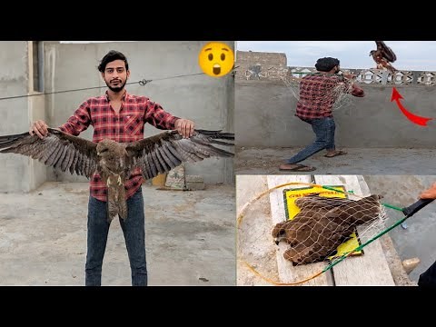 Eagle ko Aj paker Liya 🦅🥳 .Easy Eagle Trap Using Net 😃 . How to catch Eagle . Waqar mini zoo