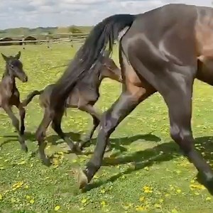 129K views · 2.9K shares | Follow Dreamy Ponies on...