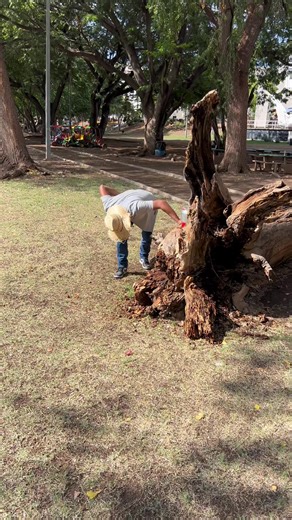 El vigilante y la casa en el tronco