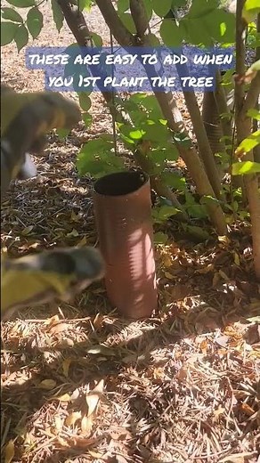 tree wells work well for deep root watering #gardenideas #gardening #fruittrees