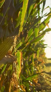 14 reactions | Keep your Channel® fields rising above rising corn pest pressure with Bayer’s widest spectrum of insect defense. VT4PRO™ with RNAi Technology has your crops covered. | Channel Seed | Facebook
