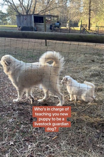 Great Pyrenees Training: Livestock Guardian Dog Tips