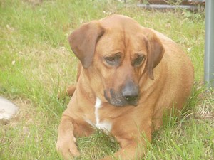 WYLO magnifique croisé labrador rhodesian - DPT 95