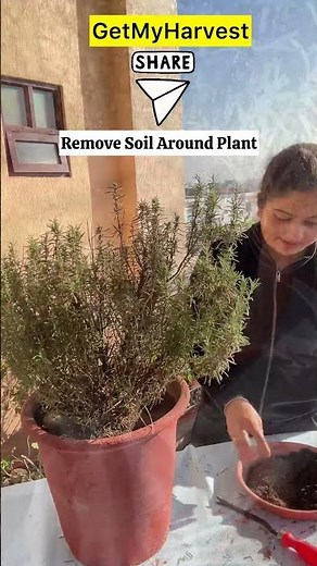 Rosemary nahi ugaya toh kya ugaya | Rosemary Care | रोज़मेरी #gardening