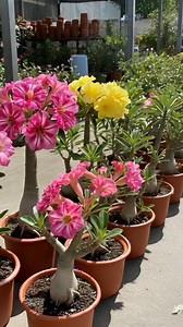 Adenium Flower Plant #adeniumobesum | Plantsgram