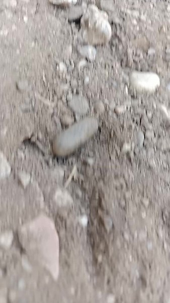 Exploring Pigeon Coops: A Close-Up on Bird Habitats