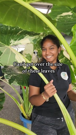 Planting our stunning Alocasia Elephant Ear Albo – a tropical showstopper with massive variegated leaves that bring instant jungle vibes to any space. Various sizes available starting from $125 for 1.5ft and goes up to 7ft tall 📅📞 432 3450 📍14 Ramai Trace Debe Trinidad and Tobago (search Waze or Google Maps for The Green Farmer) 🚚 Delivery available across T&T Linx and credit cards accepted Monday to Saturday 9:00 am to 5:30pm Sundays 9:00am to 3:00pm Send Message here, whatsapp, or call for