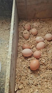 366K views · 10K reactions | Nagharvest ako ng itlog ng pugo at manok dami paring itlog kahit winter na | LAY COTE ang Pinay Farmer in Canada | Facebook