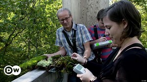 Treetop moss and lichens offer vital climate clues – DW – 09/15/2023