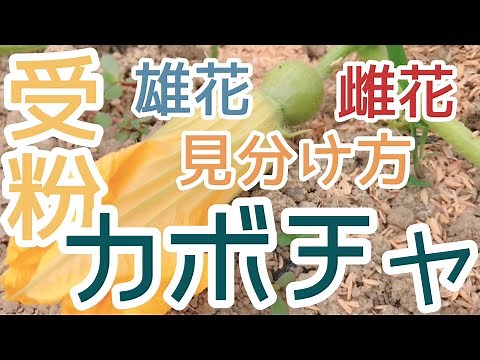 カボチャ栽培 受粉の方法 雄花と雌花の見分け方は？時間は？ ワラの敷き方 2022年