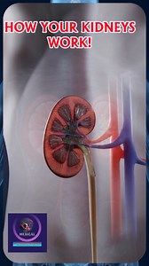 80K views · 1.6K reactions | How Your Kidneys Work – The Body’s Natural Cleaning System. #KidneyFunction #HumanBody #MedicalAnimation #HowKidneysWork #BodyCleaningSystem #KidneyHealth #AnatomyLesson #HealthEducation #MedicalVideo #ScienceExplained #BiologyForBeginners #UrinarySystem #FiltrationSystem #KidneyAnatomy #MedicalShorts | Medical Animation Media | Facebook