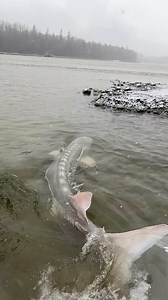 Unbelievable sturgeon fishing on the fraser river even during the snow storm🐟❄️ | Yves Bisson Sturgeon Co.