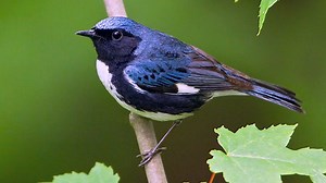 Black-throated Blue Warbler: Surprisingly Adaptable to Climate Change