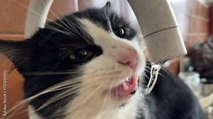 slow-motion footage of a wild street cat happily drinking water from a tap in an abandoned factory, the whole process is visible in detail